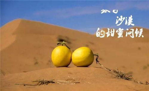 蜜瓜热门音乐叫什么,盘点热门音乐中的甜蜜旋律
