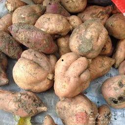 黑瓜和红薯能不能一起吃,探究能否同食的饮食奥秘