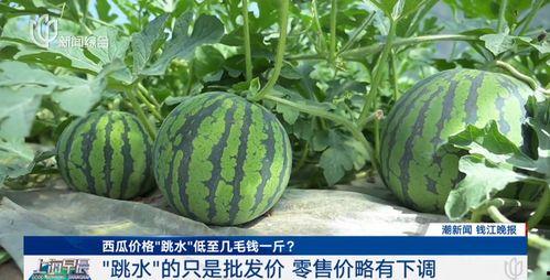 茄瓜价格今日最新行情,价格波动解析与市场趋势洞察