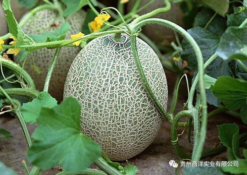 上热门农业种子哈密瓜,引领农业新潮流的优质品种解析