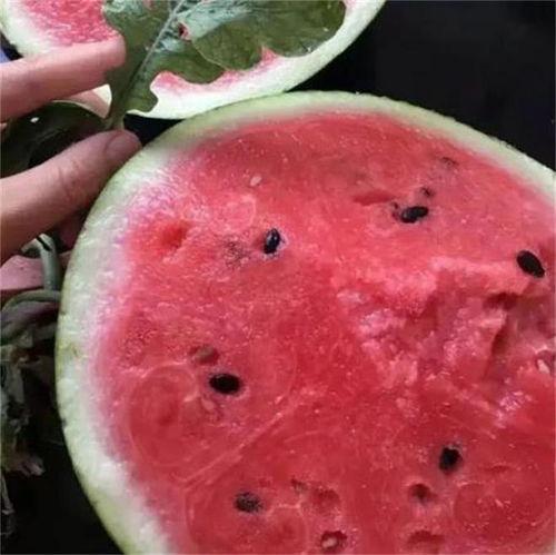 麒麟瓜产地今日行情最新,丰收季迎来价格新高峰