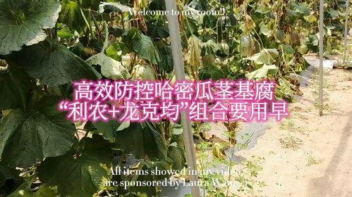 三农热门视频哈密瓜,从选种到收获,带你领略甜蜜果实之旅