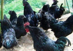 黑守瓜能给鸡吃吗,鸡的天然美食还是潜在威胁？