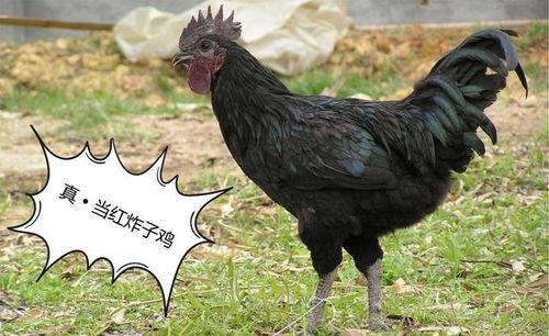 黑守瓜能给鸡吃吗,鸡的天然美食还是潜在威胁？
