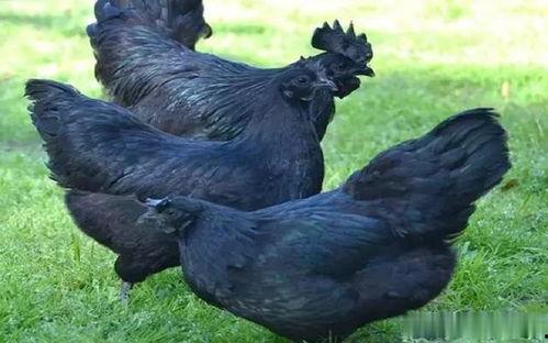 黑守瓜能给鸡吃吗,鸡的天然美食还是潜在威胁？