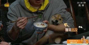 网红狗哥爆料吃瓜事件,揭秘娱乐圈吃瓜大事件！