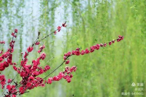 花红柳绿吃瓜爆料汇总,娱乐圈风云再起，精彩瞬间大盘点